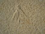 Neuroptera cf. mesotermes heros